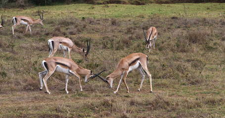 Naklejka na ściany i meble Grant's Gazelle, gazella granti, Males Fighting, Nairobi Park in Kenya