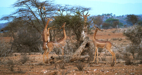Gerenuk or Waller's Gazelle, litocranius walleri, Female standing on Hind Legs, Eating Acacias's Leaves, Samburu Park in Kenya