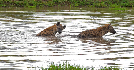 Spotted Hyena, crocuta crocuta, Adults playing in water, Masai Mara Park in Kenya
