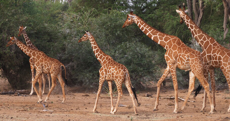 Masai Giraffe, giraffa camelopardalis tippelskirchi, Group standing in Savanna, Masai Mara Park in Kenya