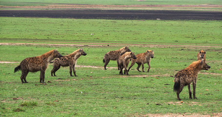 Spotted Hyena, crocuta crocuta, Group, Masai Mara Park in Kenya