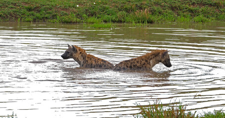 Fototapeta premium Spotted Hyena, crocuta crocuta, Adults playing in water, Masai Mara Park in Kenya