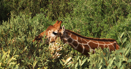 Reticulated Giraffe, giraffa camelopardalis reticulata, Adult eating Leaves in the Bush, Samburu park in Kenya © slowmotiongli
