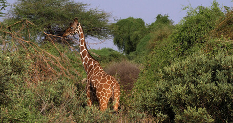 Reticulated Giraffe, giraffa camelopardalis reticulata, Adult eating Leaves in the Bush, Samburu park in Kenya © slowmotiongli