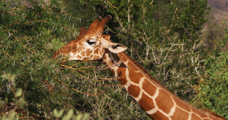 Reticulated Giraffe, giraffa camelopardalis reticulata, Adult eating Leaves in the Bush, Samburu park in Kenya © slowmotiongli