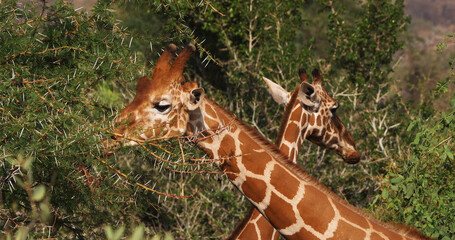 Masai Giraffe, giraffa camelopardalis tippelskirchi, Adults in the Bush, standing in Savanna, Masai Mara Park in Kenya © slowmotiongli