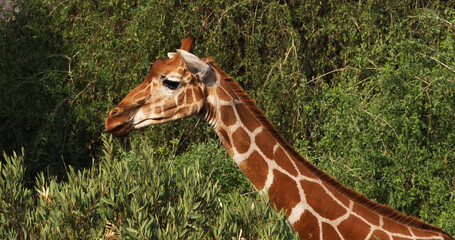 Reticulated Giraffe, giraffa camelopardalis reticulata, Adult eating Leaves in the Bush, Samburu park in Kenya
