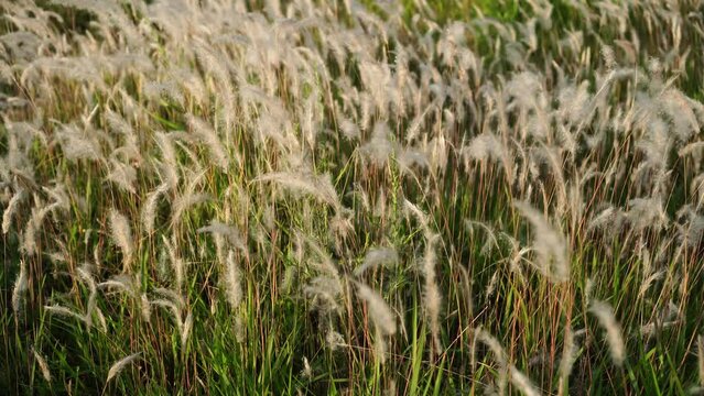 imperata cylindrica in the wind
