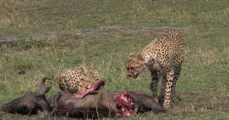 Cheetah, acinonyx jubatus, Adults eating a Kill, a Wildebest, Masai Mara Park in Kenya