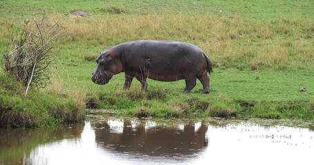 Naklejka na ściany i meble Hippopotamus, hippopotamus amphibius, Adult near Water, Masai Mara park in Kenya
