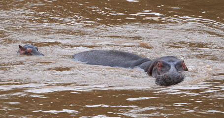 Fototapeta premium Hippopotamus, hippopotamus amphibius, Adults standing in River, Masai Mara park in Kenya