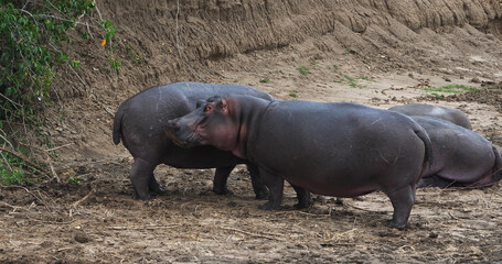 Hippopotamus, hippopotamus amphibius, Group resting near the River, Masai Mara park in Kenya