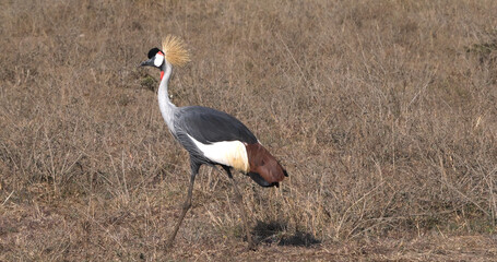Grey Crowned Crane, balearica regulorum, Adult at Nairobi Park in Kenya