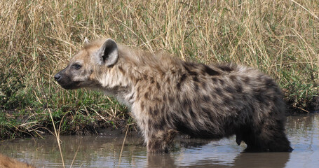 Spotted Hyena, crocuta crocuta, Adult standing at Pond, Masai Mara Park in Kenya