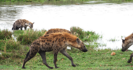Naklejka na ściany i meble Spotted Hyena, crocuta crocuta, Group standing at Pond, Masai Mara Park in Kenya
