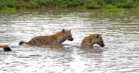Naklejka na ściany i meble Spotted Hyena, crocuta crocuta, Group playing in Water, Masai Mara Park in Kenya