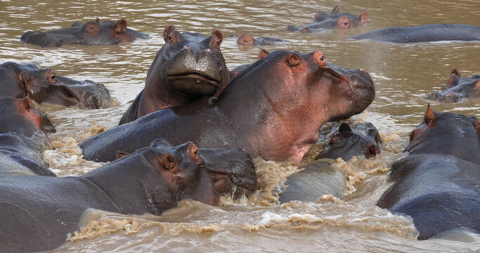 Hippopotamus, hippopotamus amphibius, Group standing in River, Masai Mara park in Kenya