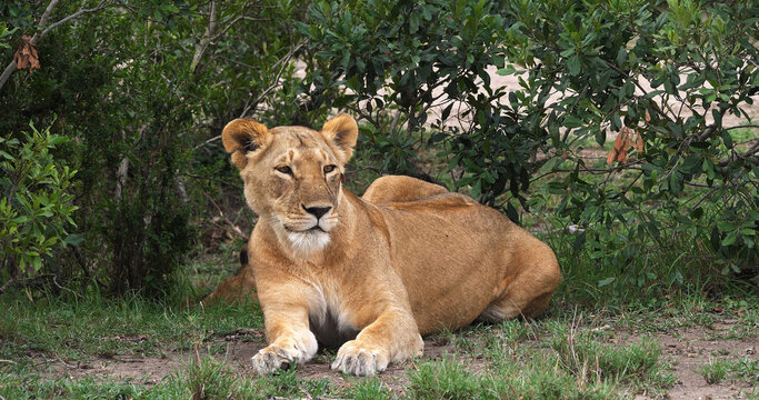 African Lion, panthera leo, Female laying in the Bush, Masai Mara Park in Kenya