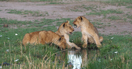 African Lion, panthera leo, cubs playing, Masai Mara Park in Kenya