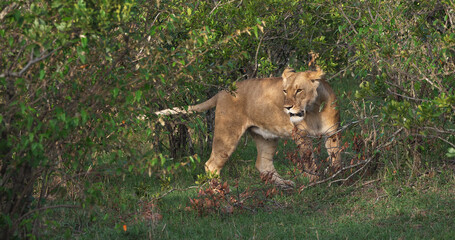 African Lion, panthera leo, Female in the bush, Masai Mara Park in Kenya