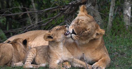 African Lion, panthera leo, Mother and Cubs, Masai Mara Park in Kenya
