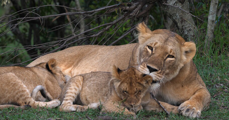 African Lion, panthera leo, Mother and Cubs, Masai Mara Park in Kenya