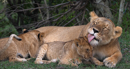 African Lion, panthera leo, Mother Licking Cub, Masai Mara Park in Kenya