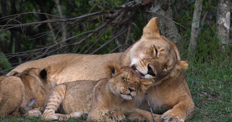 African Lion, panthera leo, Mother Licking Cub, Masai Mara Park in Kenya