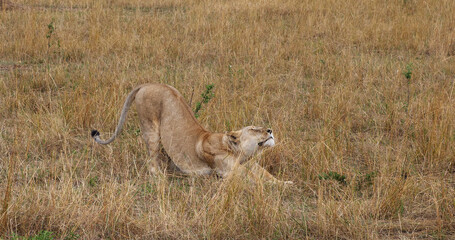 African Lion, panthera leo, Female in the bush, Masai Mara Park in Kenya