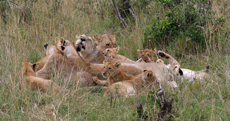 African Lion, panthera leo, Mother and Cubs, Masai Mara Park in Kenya