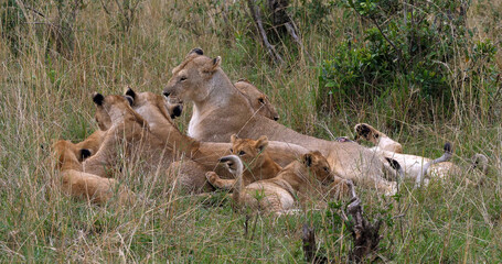 African Lion, panthera leo, Mother and Cubs, Masai Mara Park in Kenya