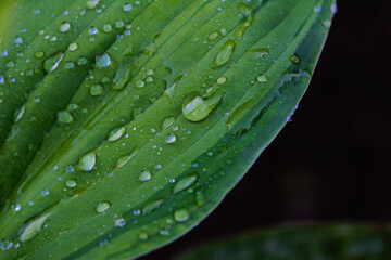 water drops on a leaf