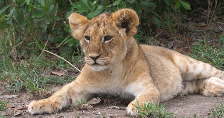 African Lion, panthera leo, Cub in the Bush, Masai Mara Park in Kenya