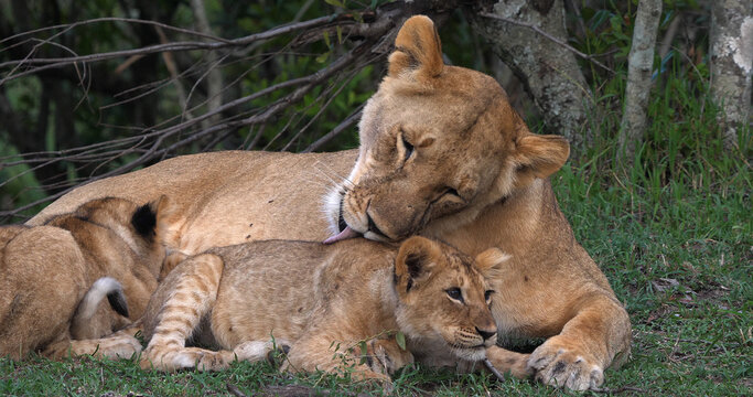 African Lion, panthera leo, Mother Licking Cub, Masai Mara Park in Kenya