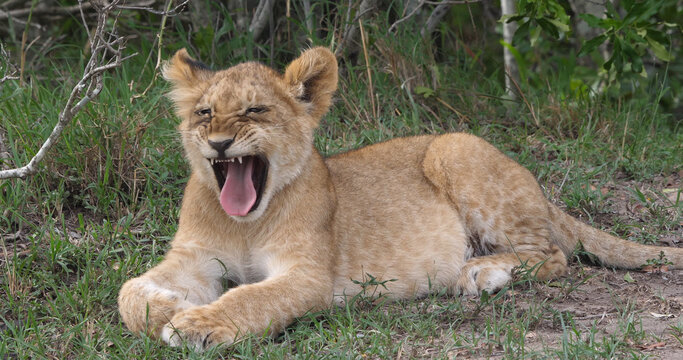 African Lion, panthera leo, cub Yawning, Masai Mara Park in Kenya