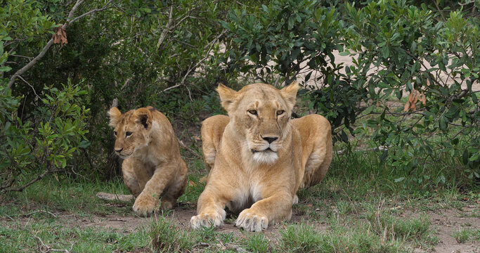 African Lion, panthera leo, Mother and Cub, Masai Mara Park in Kenya
