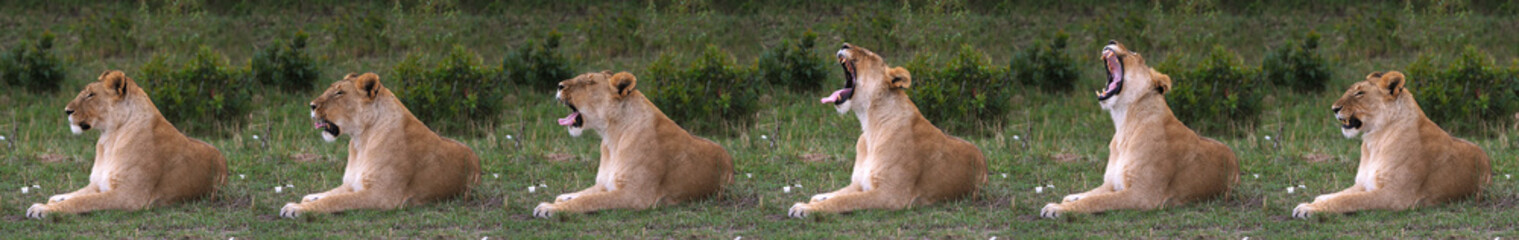 African Lion, panthera leo, Female in the bush, Yawning, Masai Mara Park in Kenya.