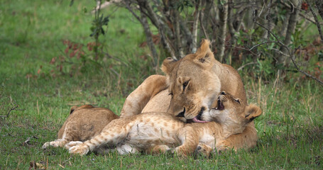 African Lion, panthera leo, Mother Licking Cub, Masai Mara Park in Kenya