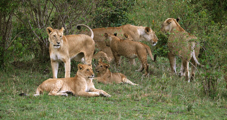 African Lion, panthera leo, Group standing in the Bush, Masai Mara Park in Kenya