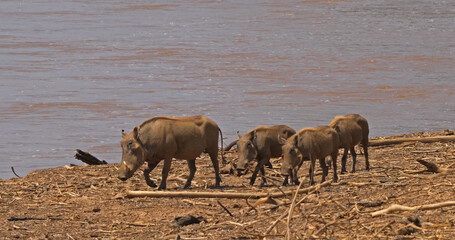 Warthog, phacochoerus aethiopicus, Adult and Youngs near the River, Samburu Park in Kenya