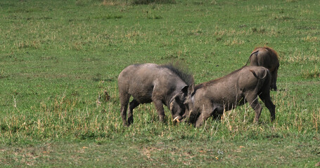 Warthog, phacochoerus aethiopicus, Adults Fighting, Nairobi Park in Kenya