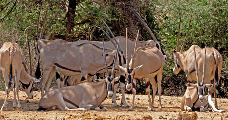 Beisa Oryx, oryx beisa, Group of Adults, Samburu Park in Kenya