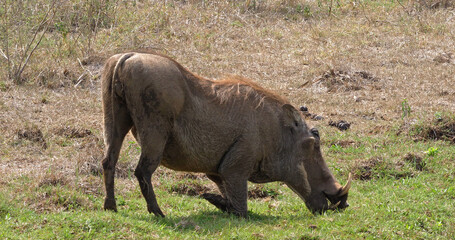 Warthog, phacochoerus aethiopicus, Adults Eating Grass, Nairobi Park in Kenya.