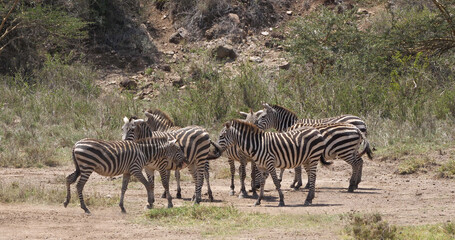 Obraz premium Grant's Zebra, equus burchelli boehmi, Herd at Nairobi Park in Kenya