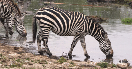 Fototapeta na wymiar Grant's Zebra, equus burchelli boehmi, Herd at Waterhole, Nairobi Park in Kenya