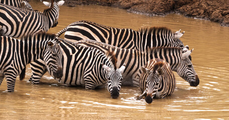 Grant's Zebra, equus burchelli boehmi, Herd at Waterhole, Nairobi Park in Kenya