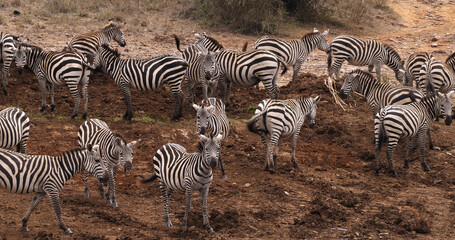 Fototapeta na wymiar Grant's Zebra, equus burchelli boehmi, Herd at Nairobi Park in Kenya