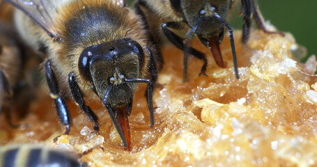 European Honey Bee, apis mellifera, black Bee Licking Honey, Hive in Normandy - obrazy, fototapety, plakaty