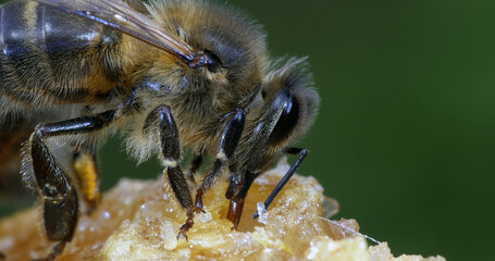 European Honey Bee, apis mellifera, black Bee Licking Honey, Hive in Normandy