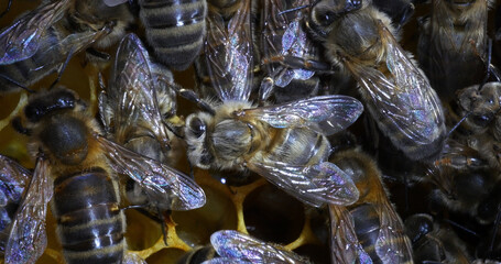 European Honey Bee, apis mellifera, Black bees on alveolus, nanny work, Normandy